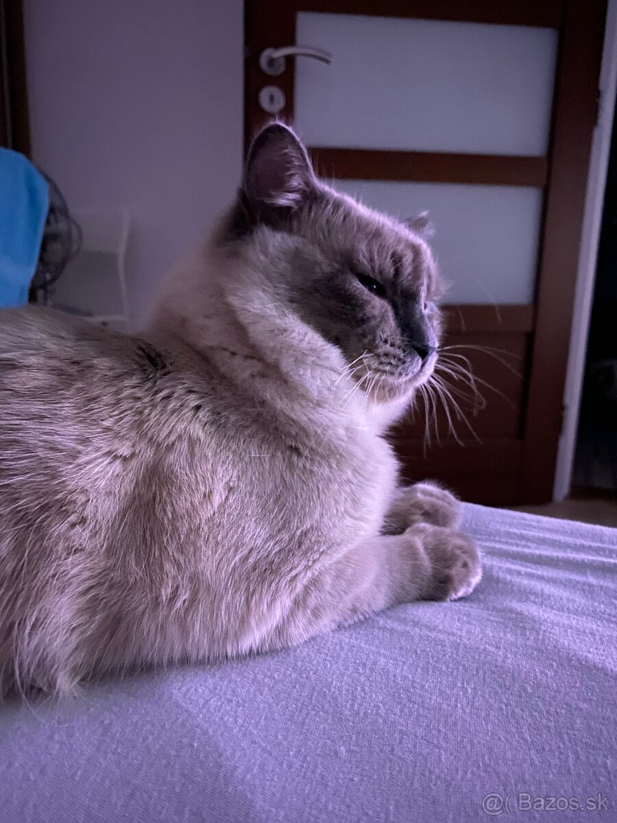 Ragdoll na krytie