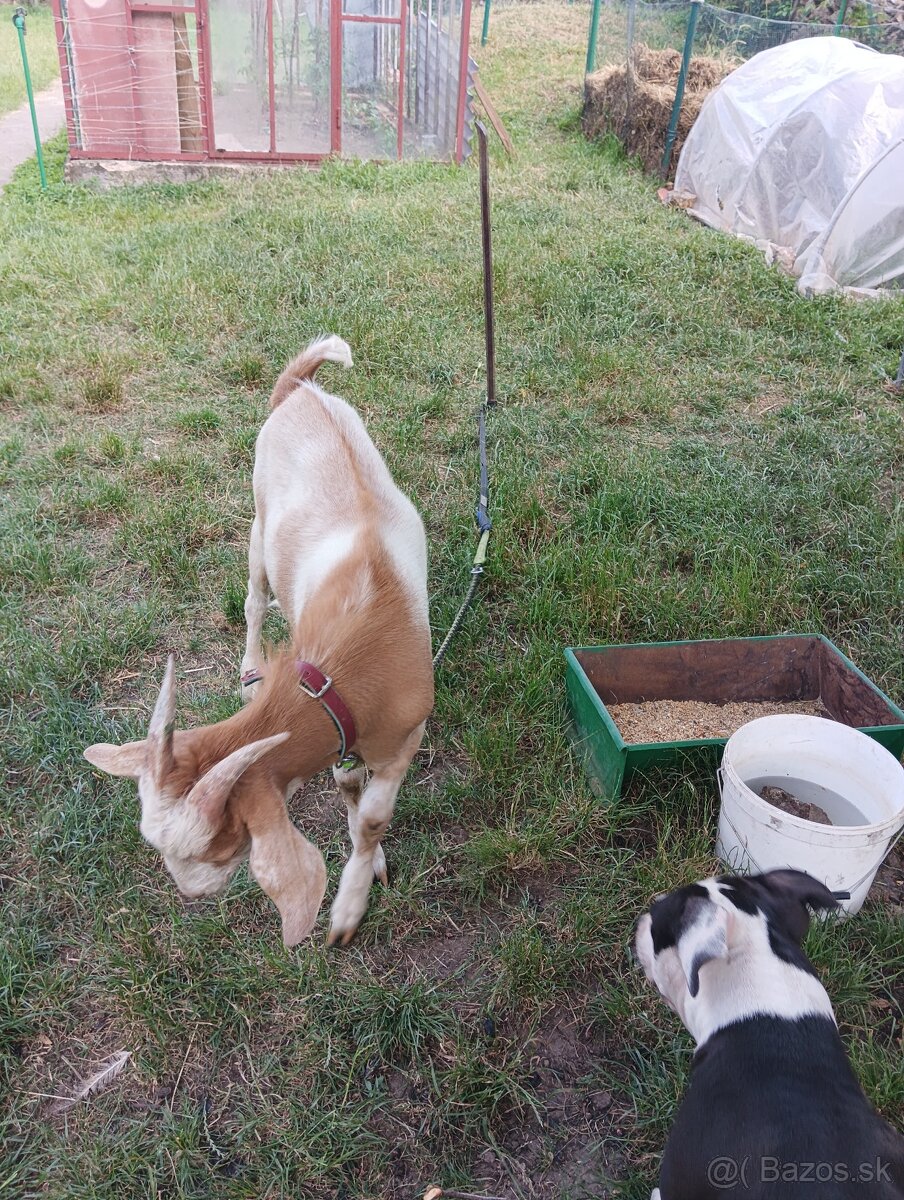 Capko