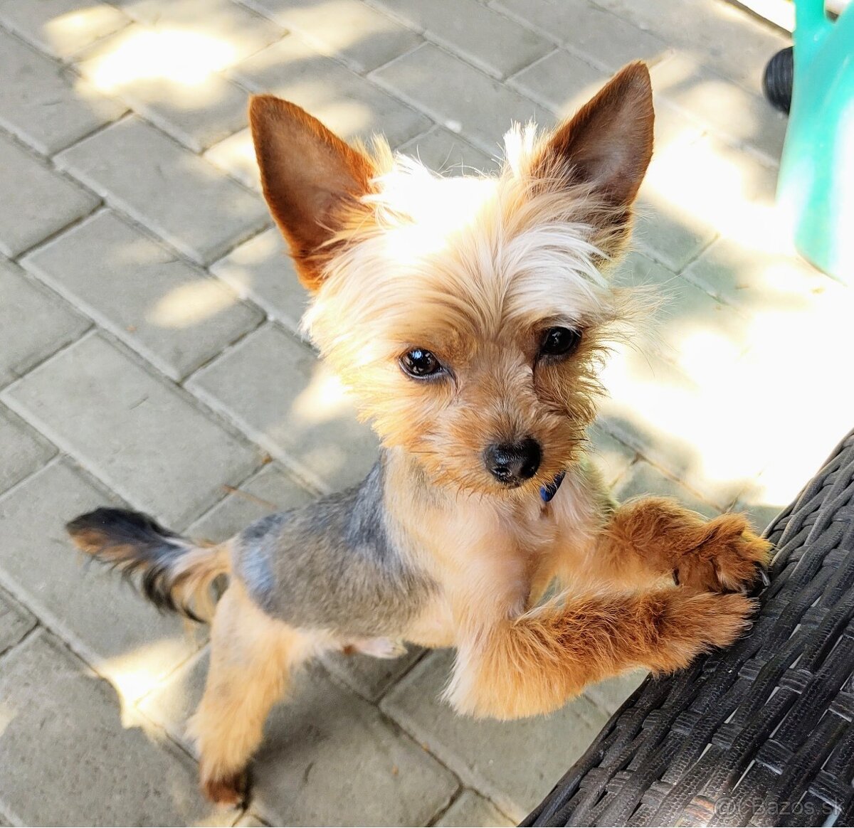 Krytie - Yorkshire Terrier