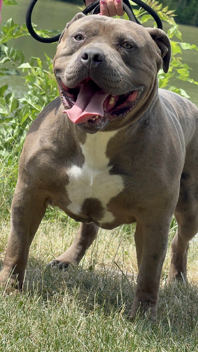 American bully xl - krycí pes