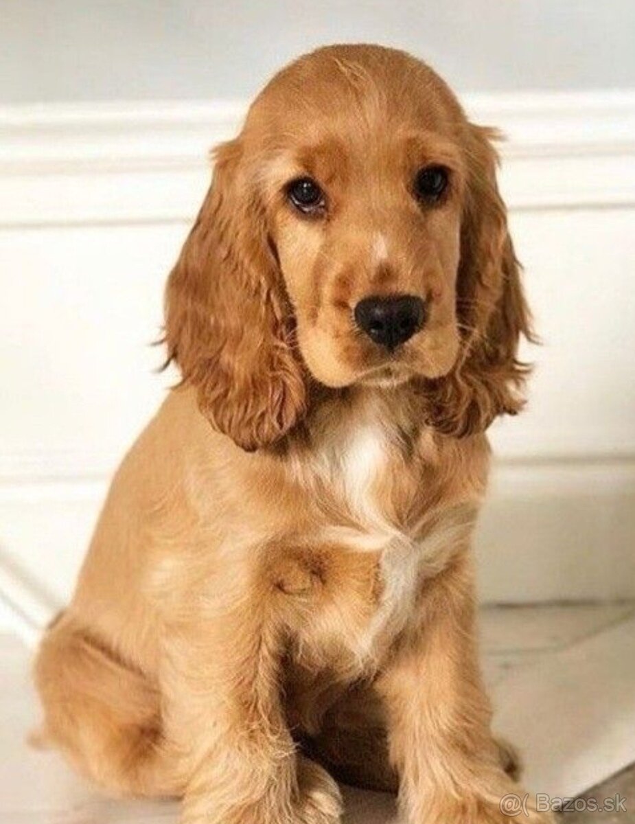 Anglický kokeršpániel