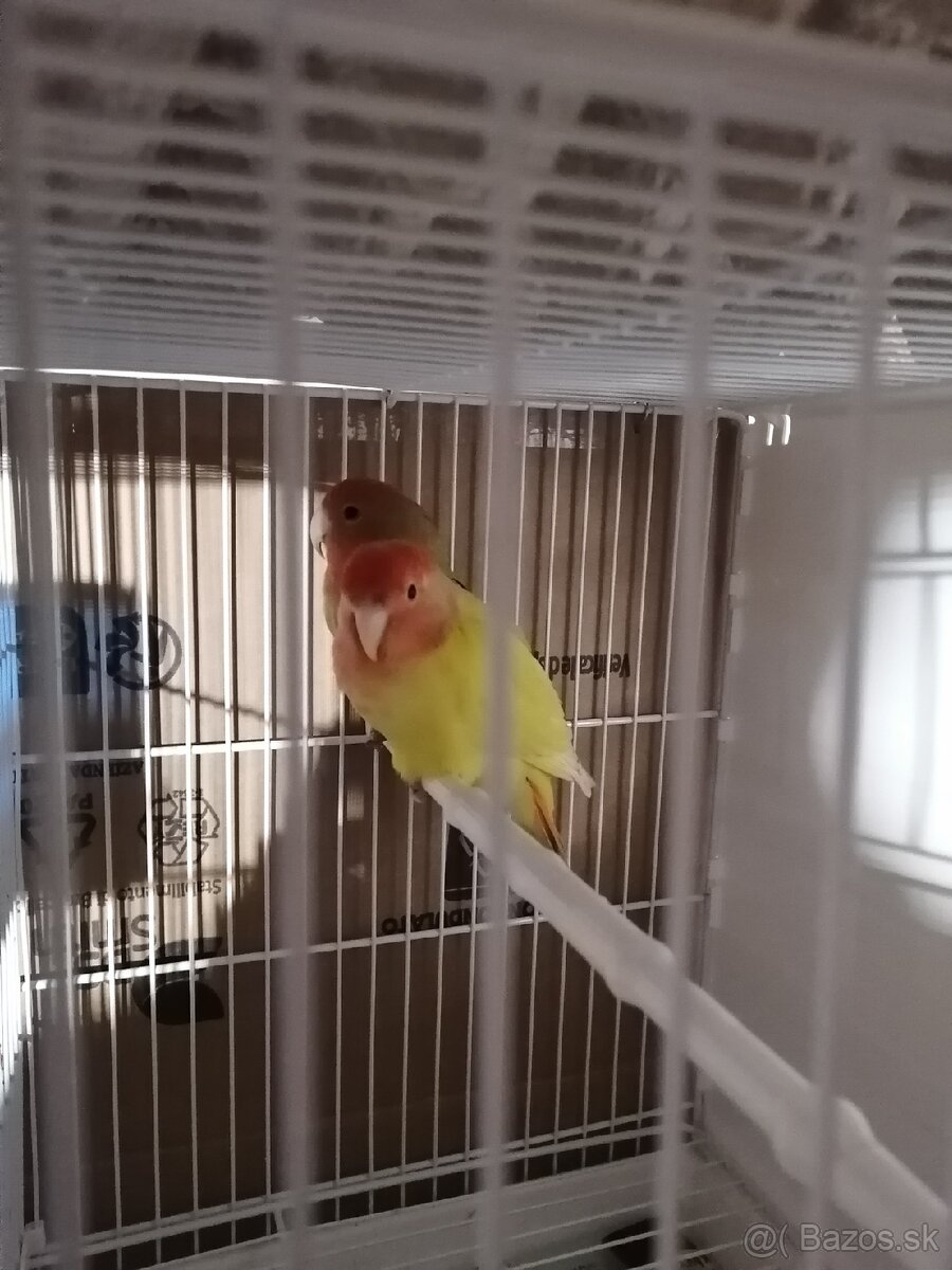 Agapornis ružovohrdlý