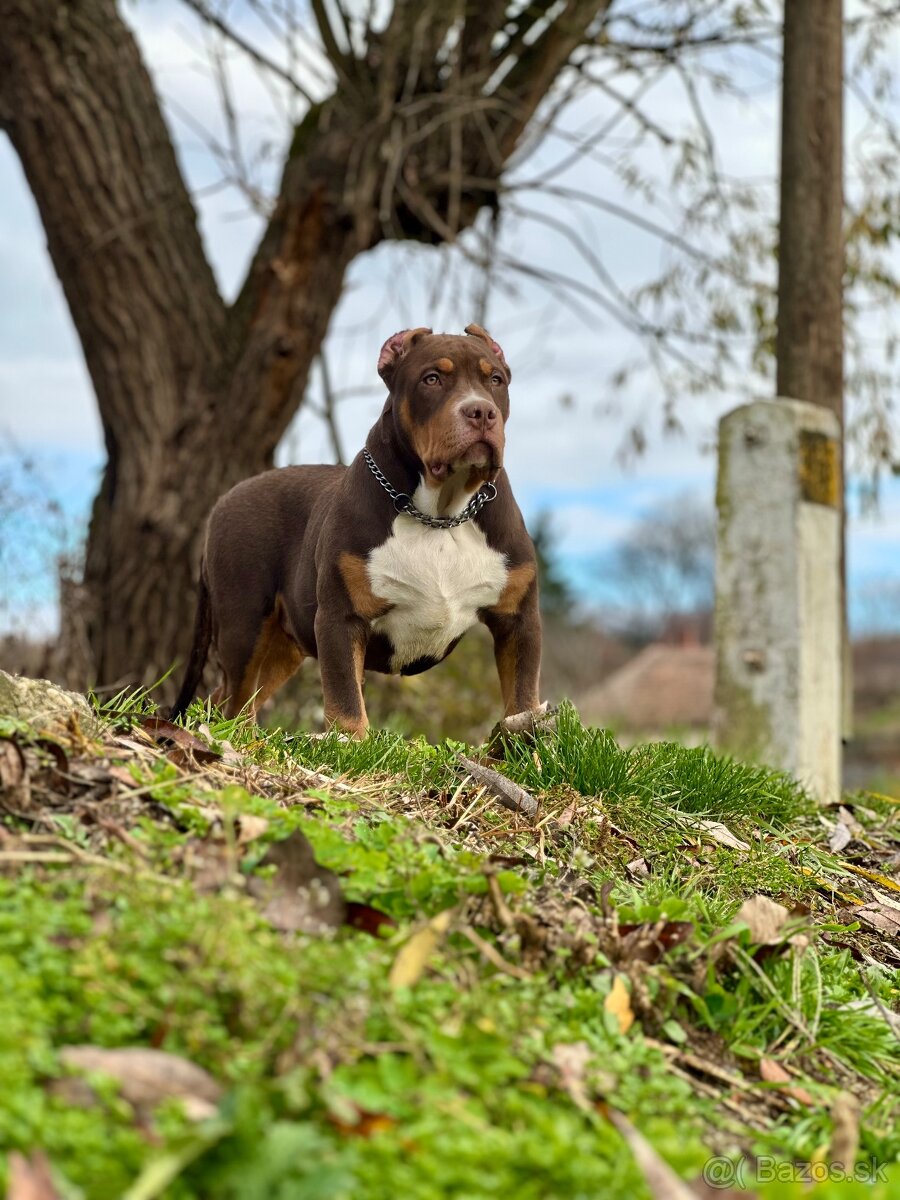 American Bully XL (Pitbull XXL)