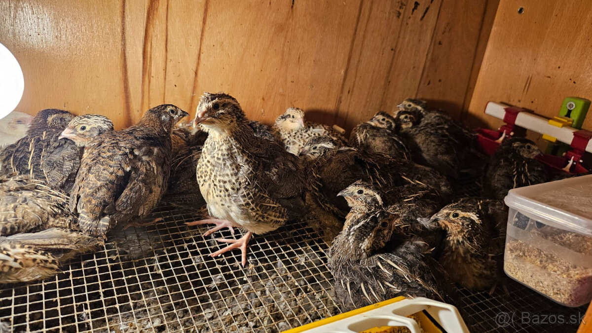 Prepelica japonska - kohuty