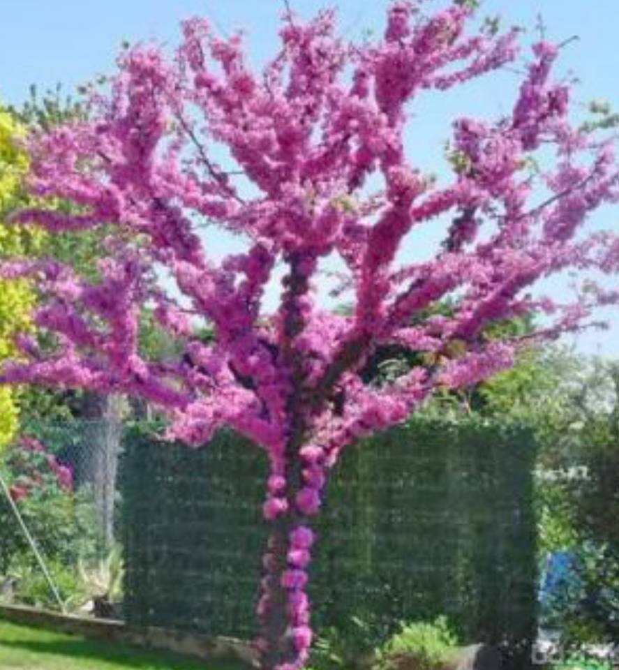 Judášovec čínsky SEMENÁ - 2,5eur r.2024