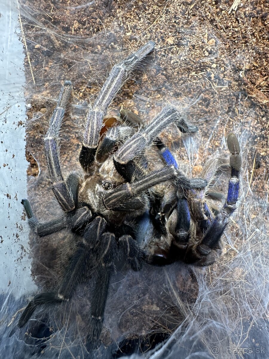 Cyriopagopus lividus