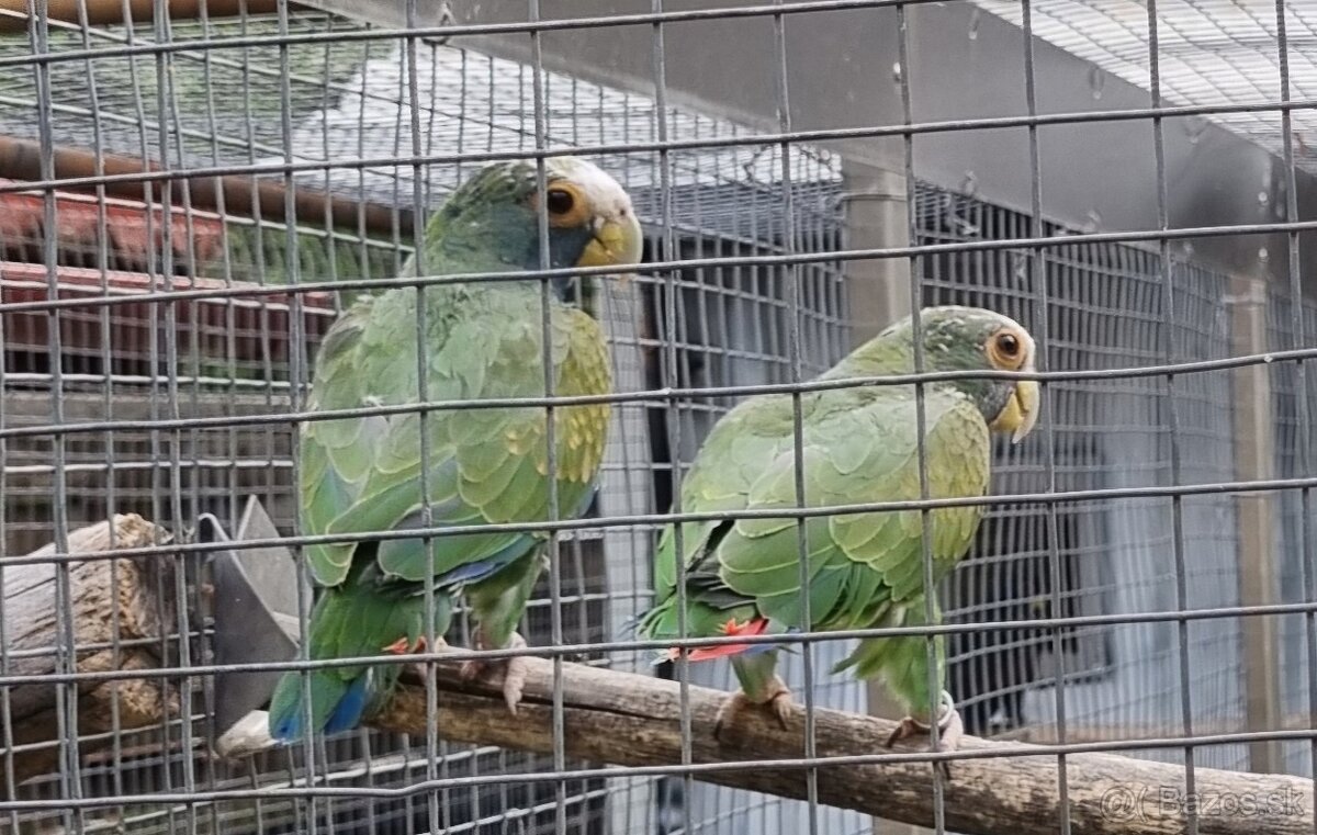 Pionus senilis