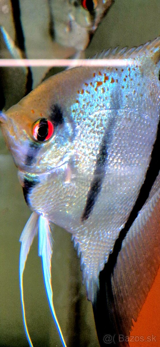 Pterophyllum scalare esseqibo Guyana
