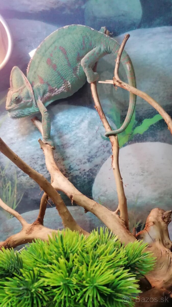 Chameleón jemenský