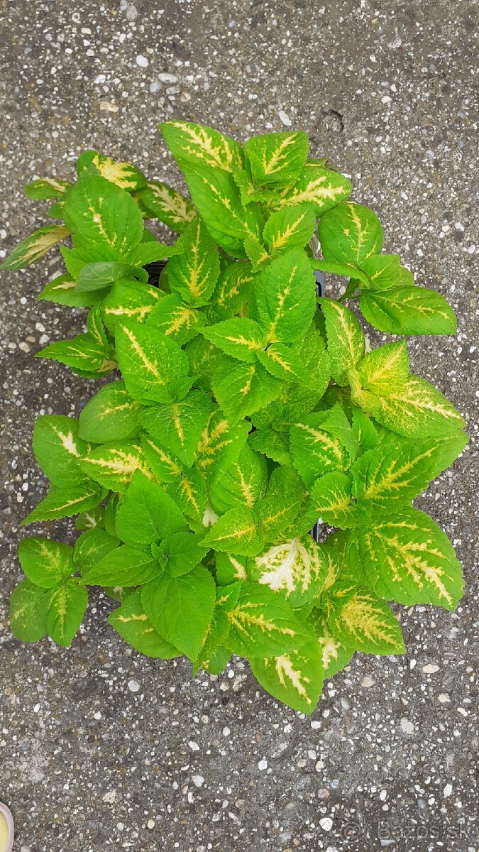 Zelené coleusy - koleusy - žihľavky