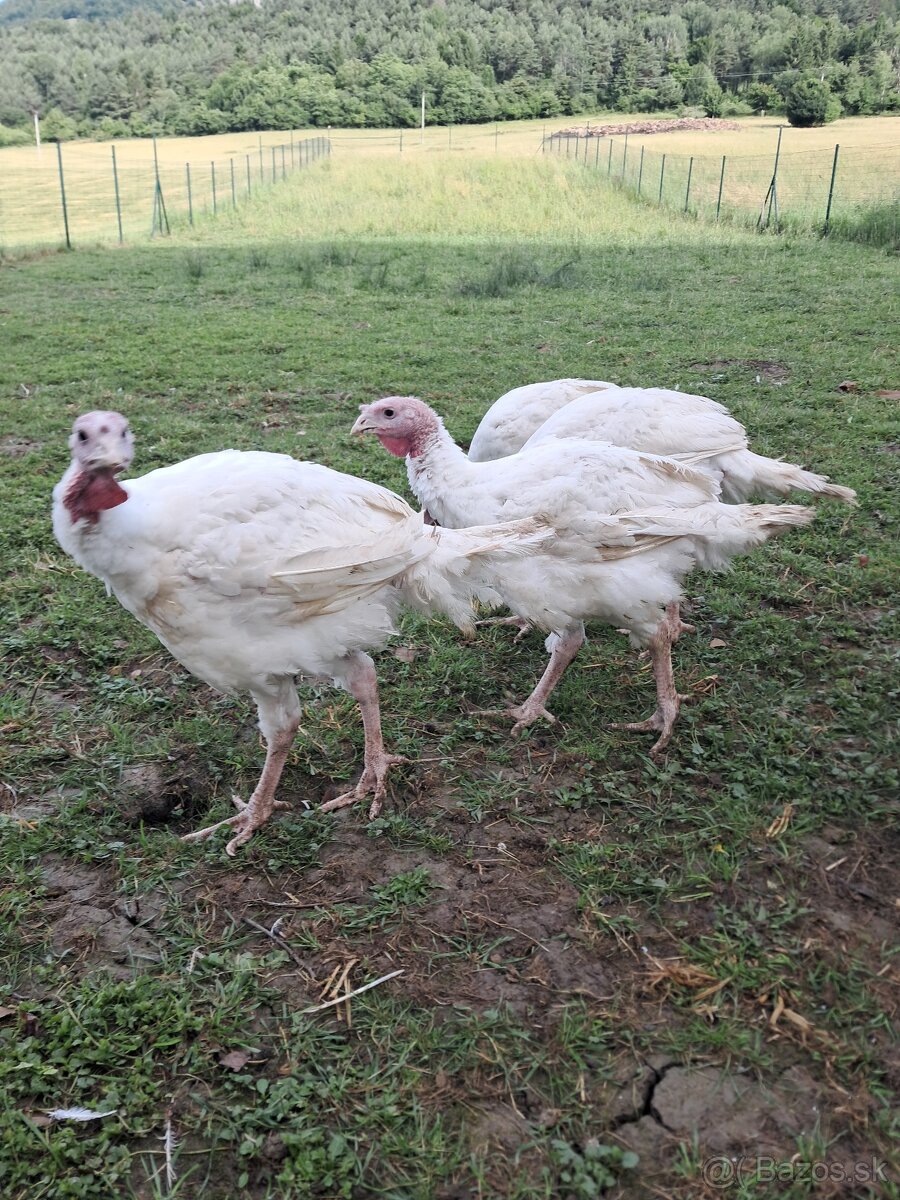 Predam moriak big6 vaha 9-10kg