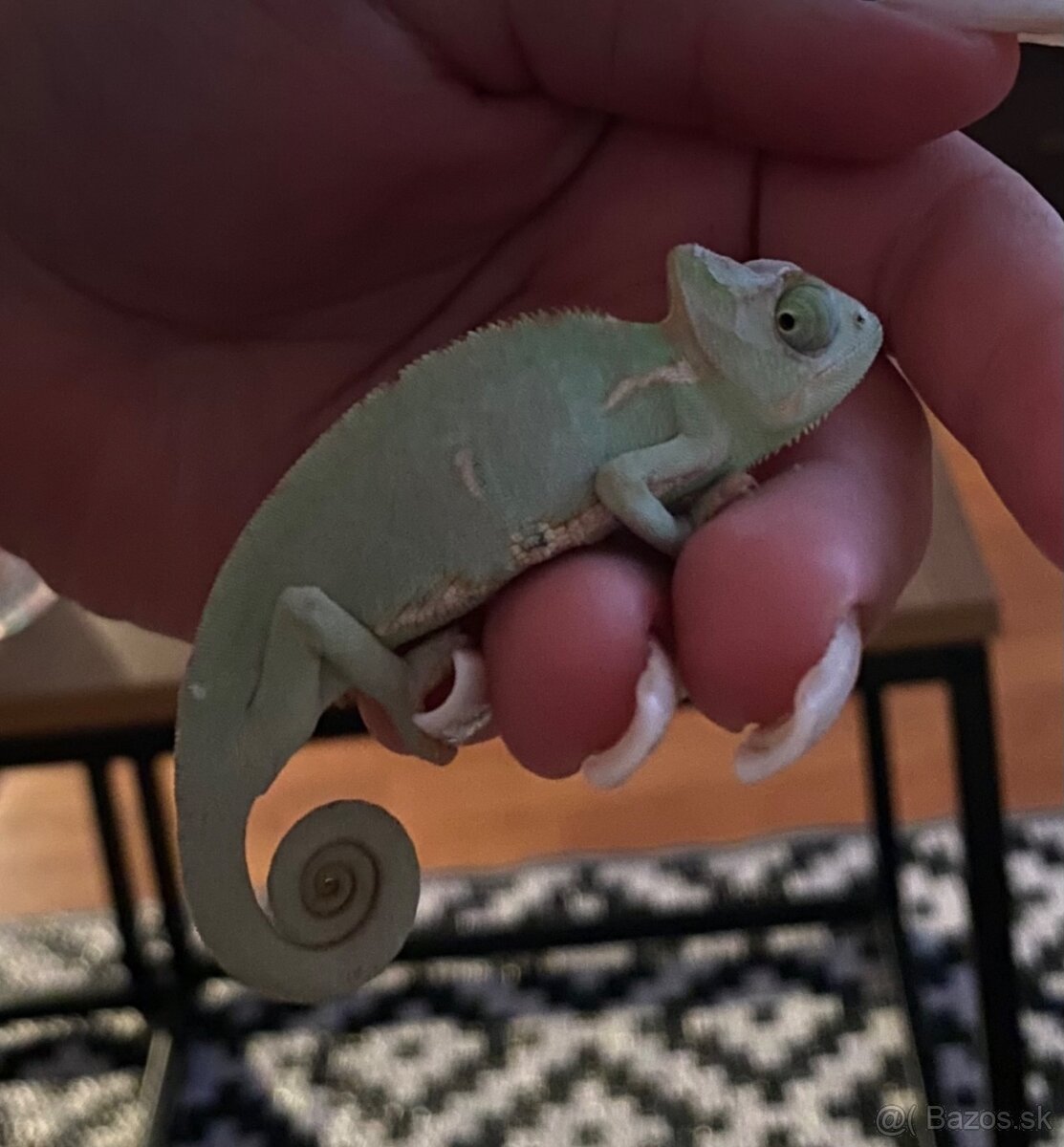 Chameleón jamenský