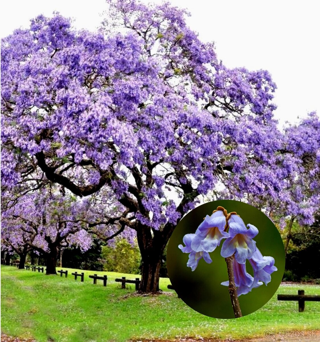 Sadeničky paulownia tomentosa