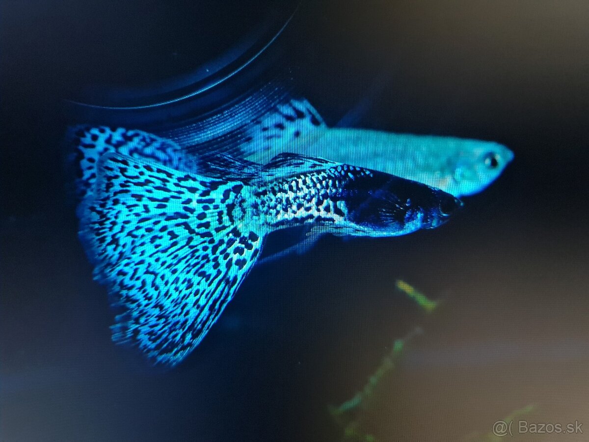 Metal body blue grass guppy, gupky, gubky