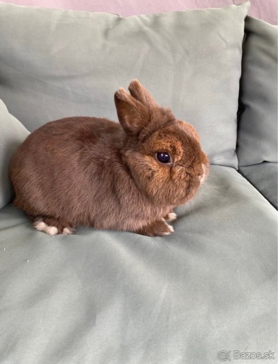 Darujem  zdrobnele králiky