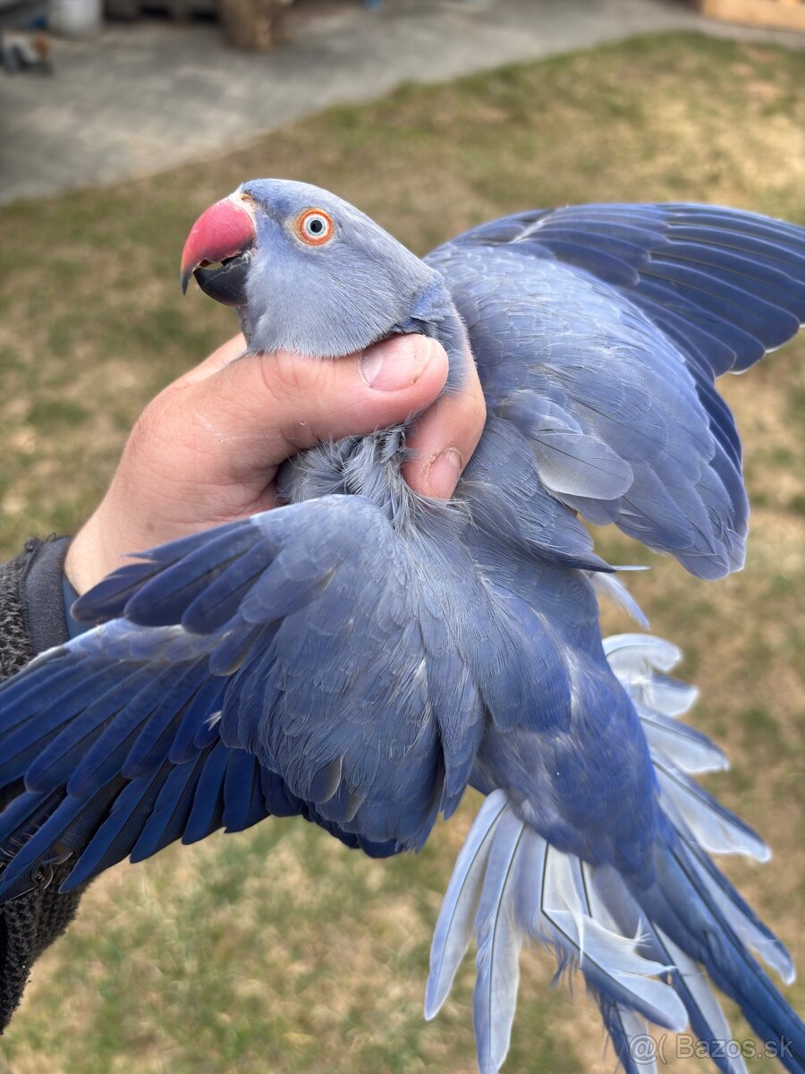 Alexander malý samička