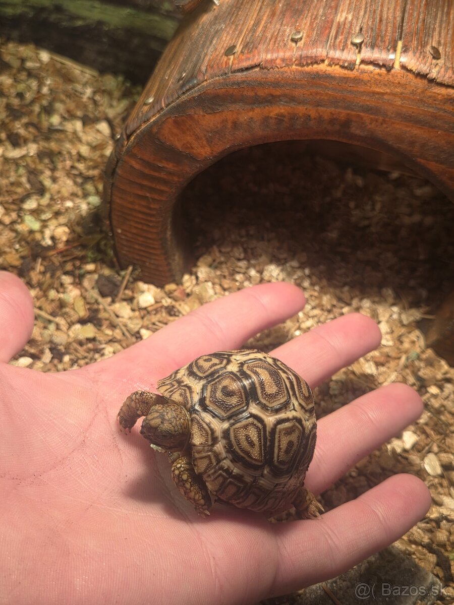 Korytnačka leopardia