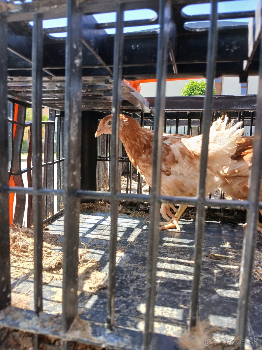 Predaj mladok a nosnic
