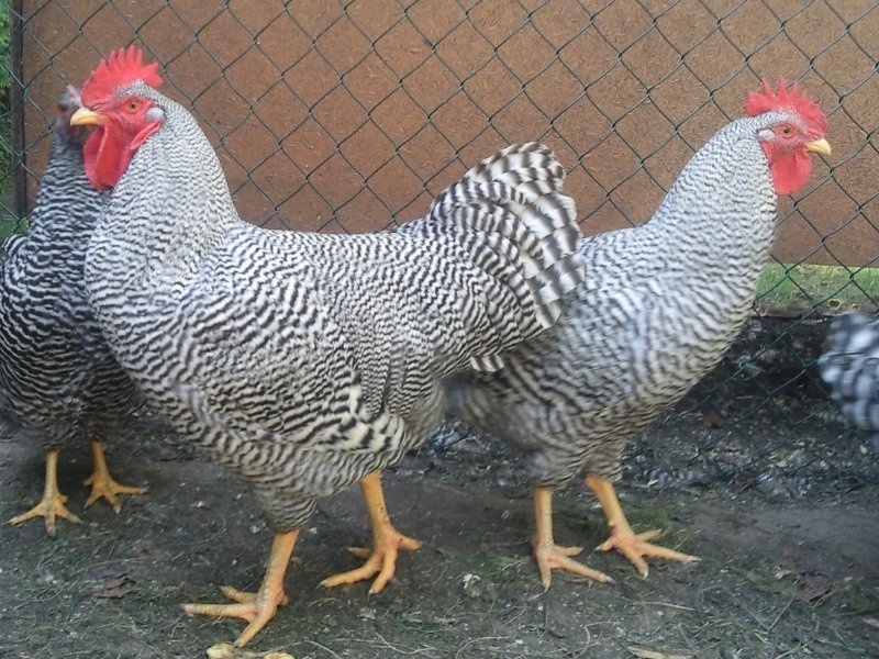 Násadové vajcia Amrox