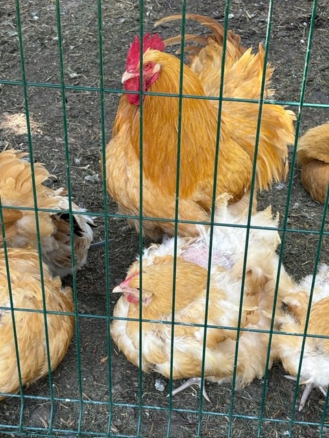 Kohút orpingtonka žltá