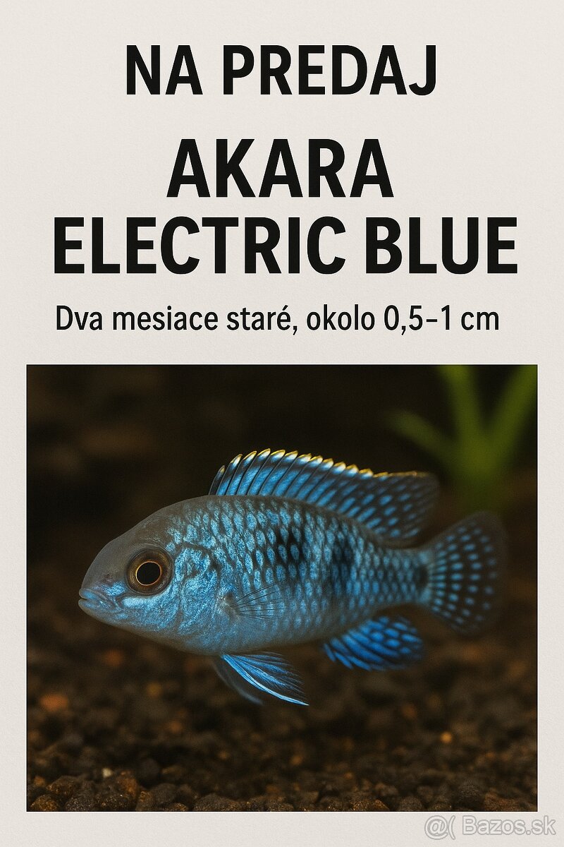 Akara Electric Blue (juhoamerická cichlida)