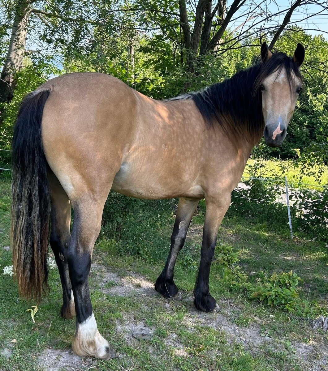 Kobyla