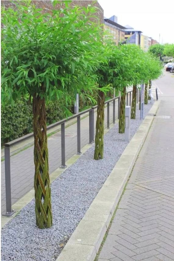 Pletená Vŕba americana salix