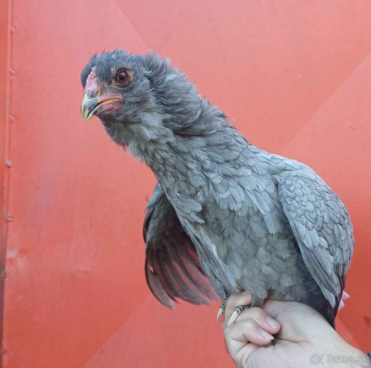 Araucana