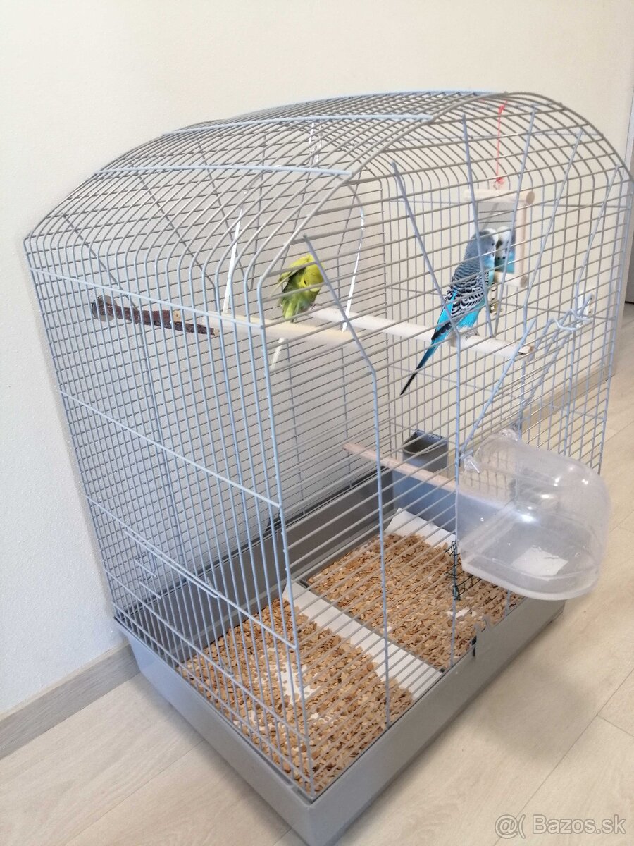 Predám andulky s kompletným vybavením