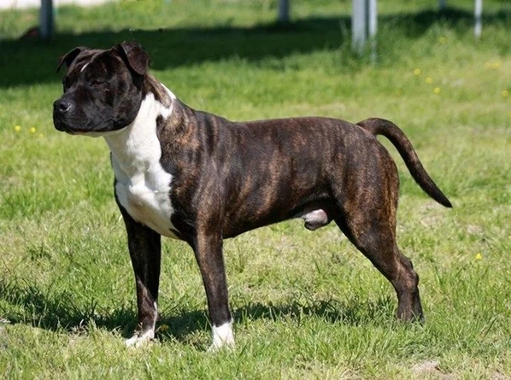 Americky stafordširsky terier kto daruje ?