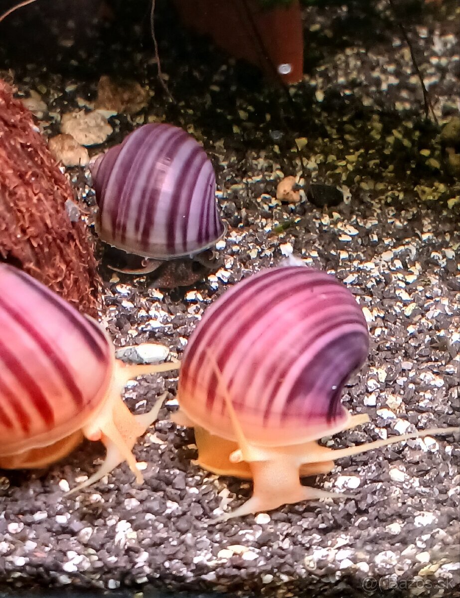 Ružove Ampularie-Pomacea bridgesii