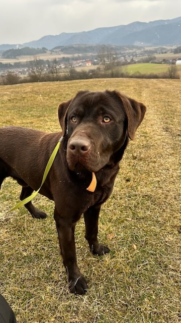 Labrador