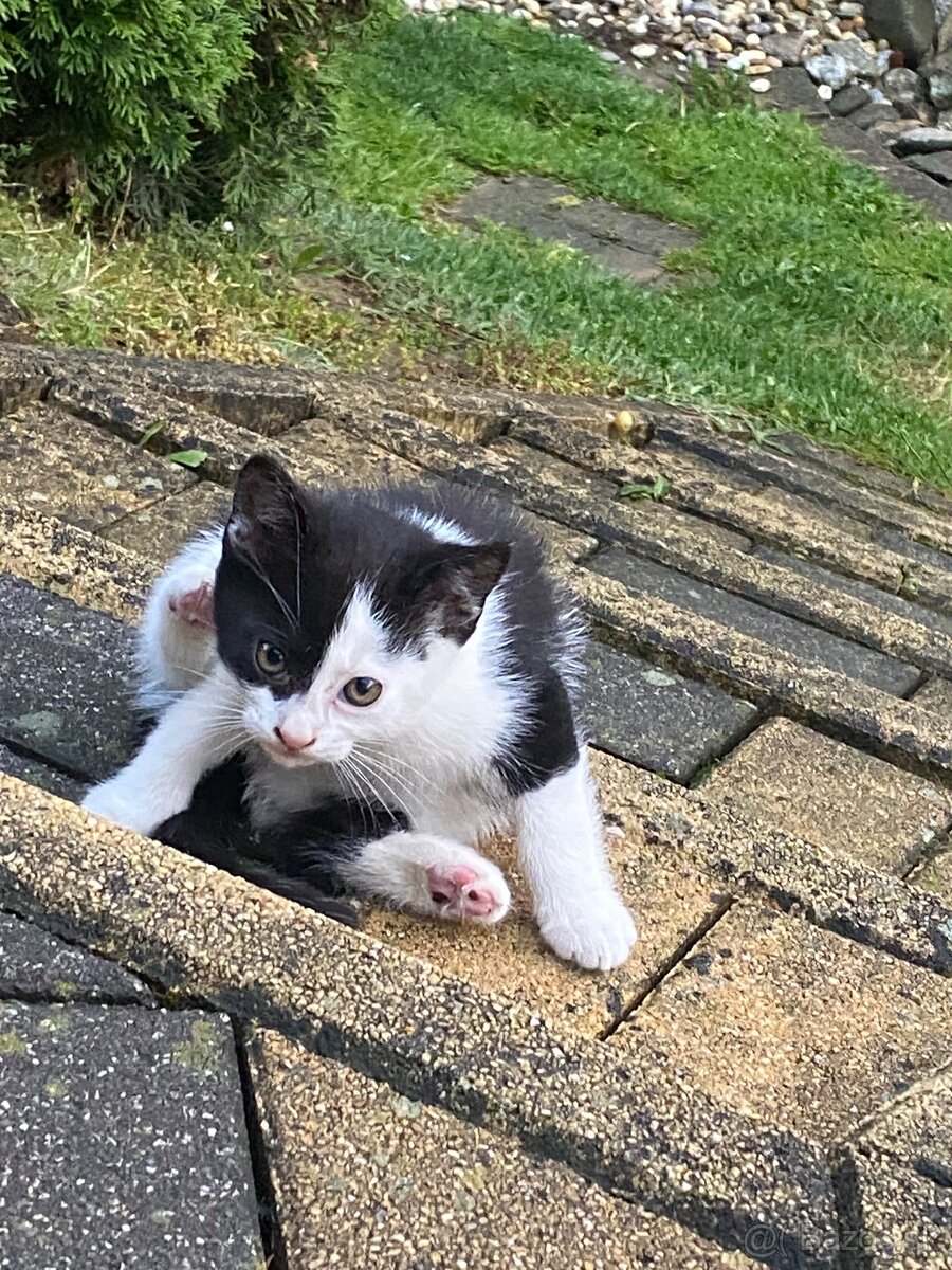 DARUJEME 3 ROZTOMILÉ MAČIATKA DO DOBRÝCH RÚK 🐾