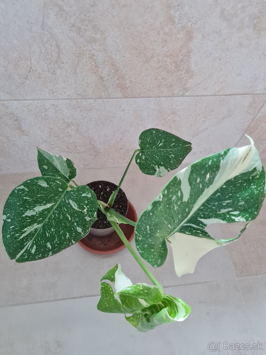 Monstera thai constellation