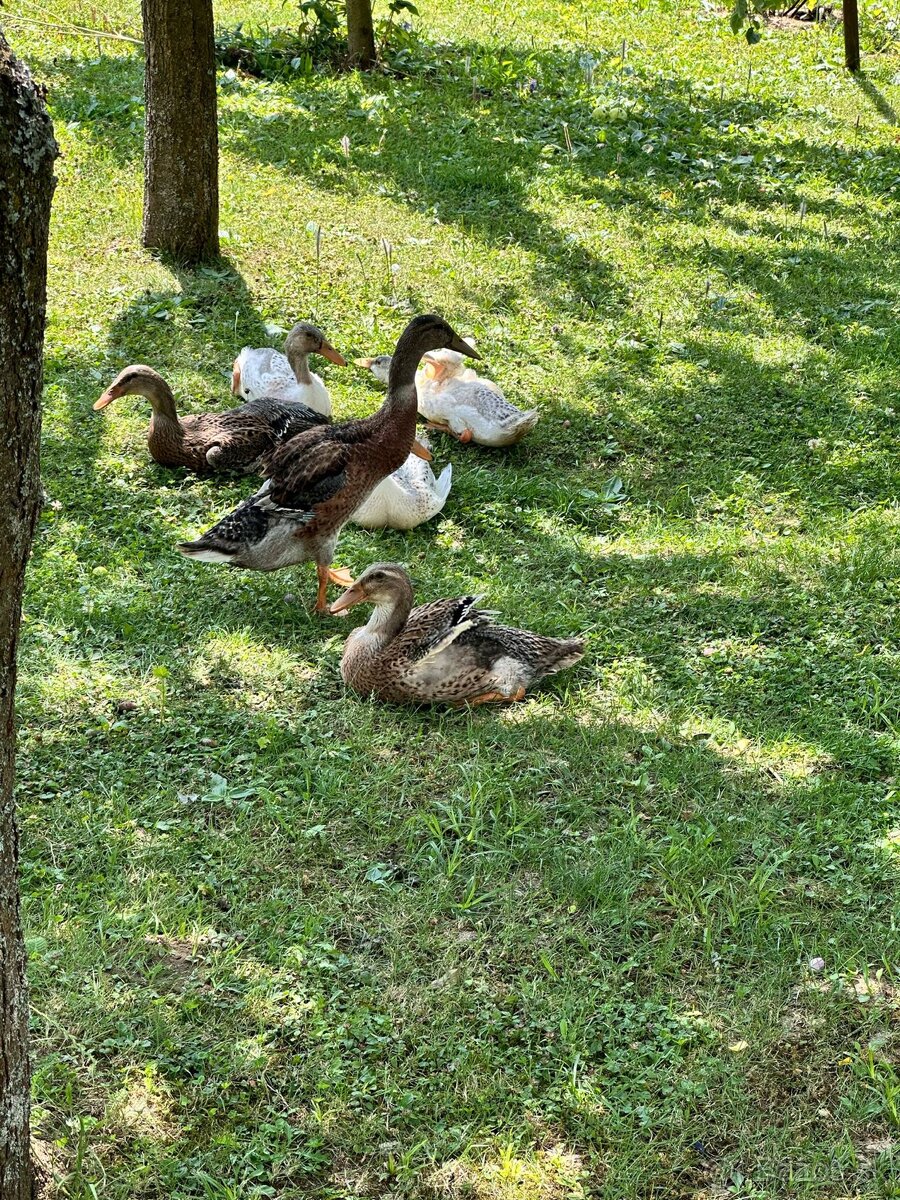 Indický bežec
