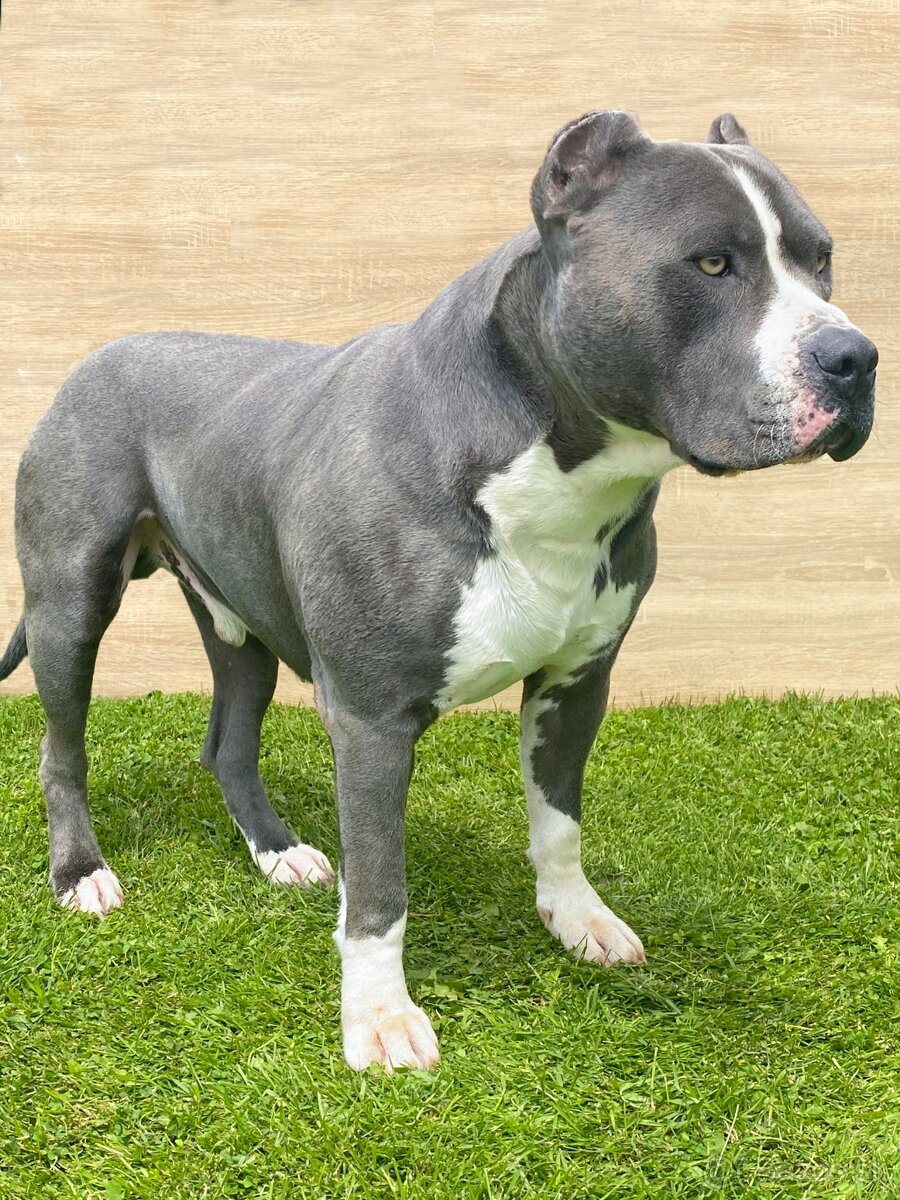 Krytie - AMERICKÝ STAFORDŠÍRSKY TERIÉR (amstaff, staford)