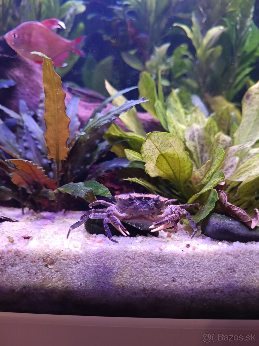 Krab Mekong - Siamthelphusa sp.