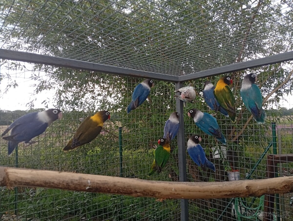 Predám agapornisov škraboškových