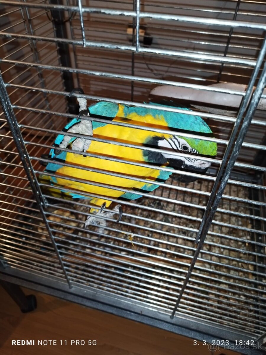 Predám 3 ročnú ara ararauna