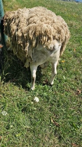 Predam ovcu a barana