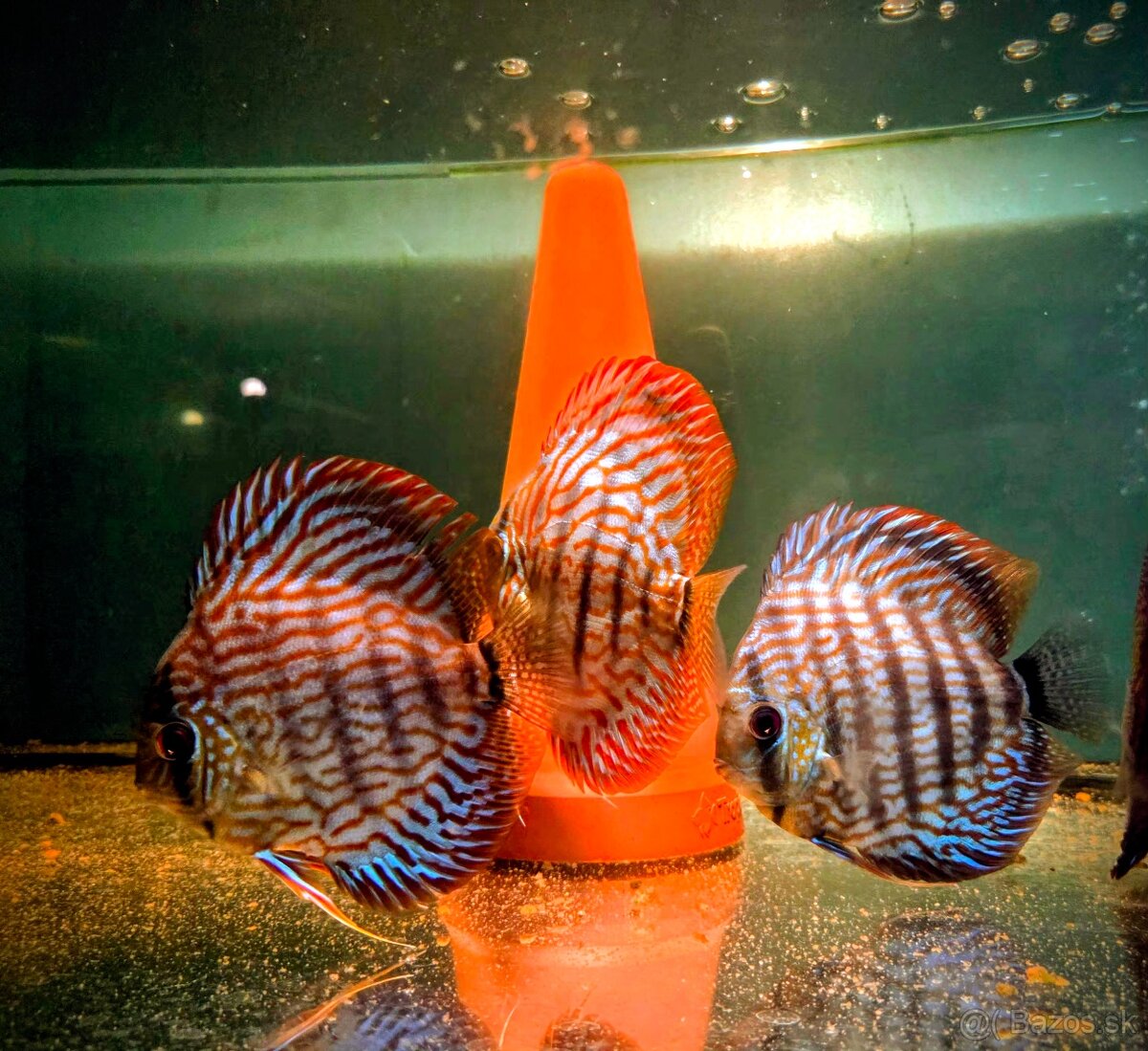 Terrcovce Red tyrkys diskus