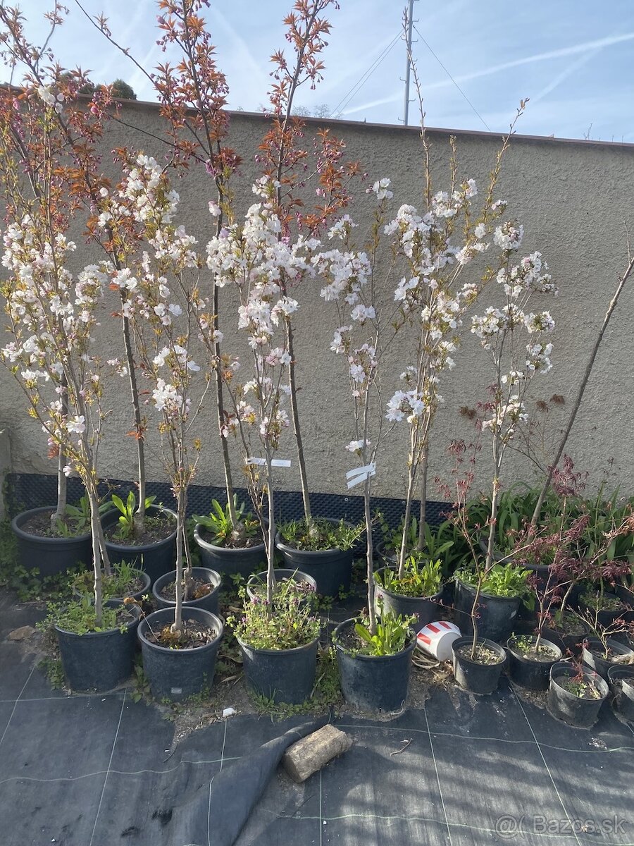 Čerešňa okrasna ( sakura )