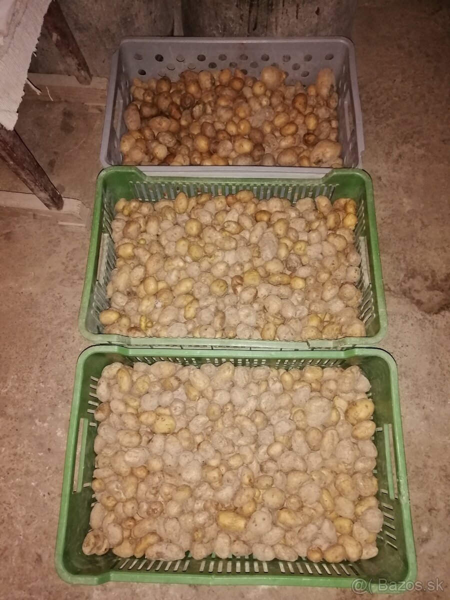 Kŕmne zemiaky 50kg