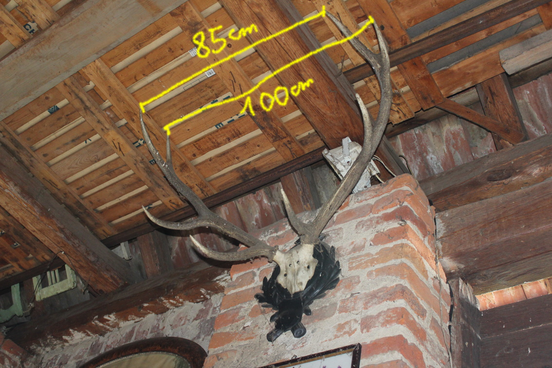 veľké trofejné parohy