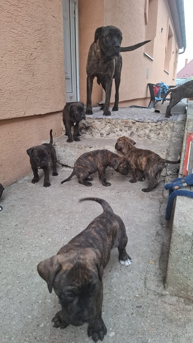 Predám Cane Corso Šteniatka
