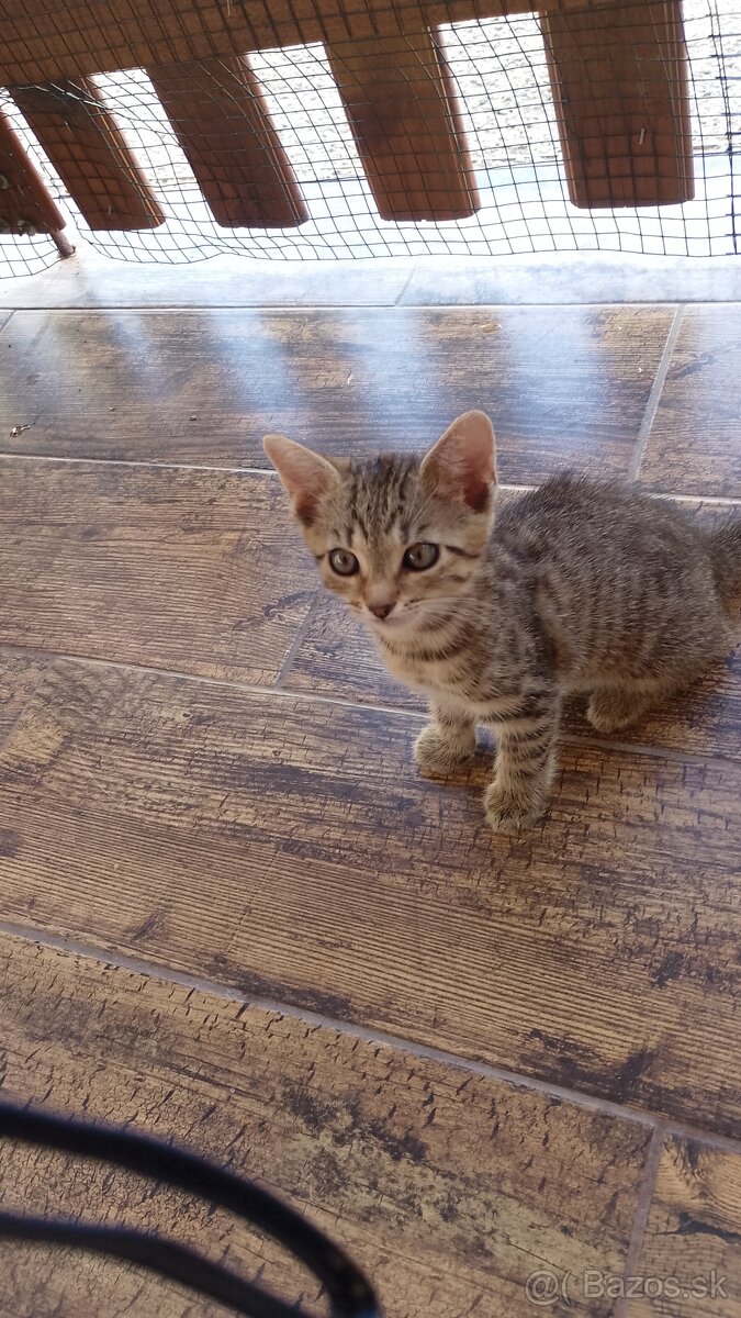 Maciatka