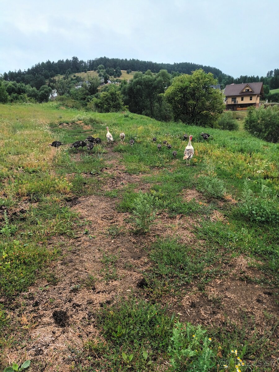 Predám morky / pulky