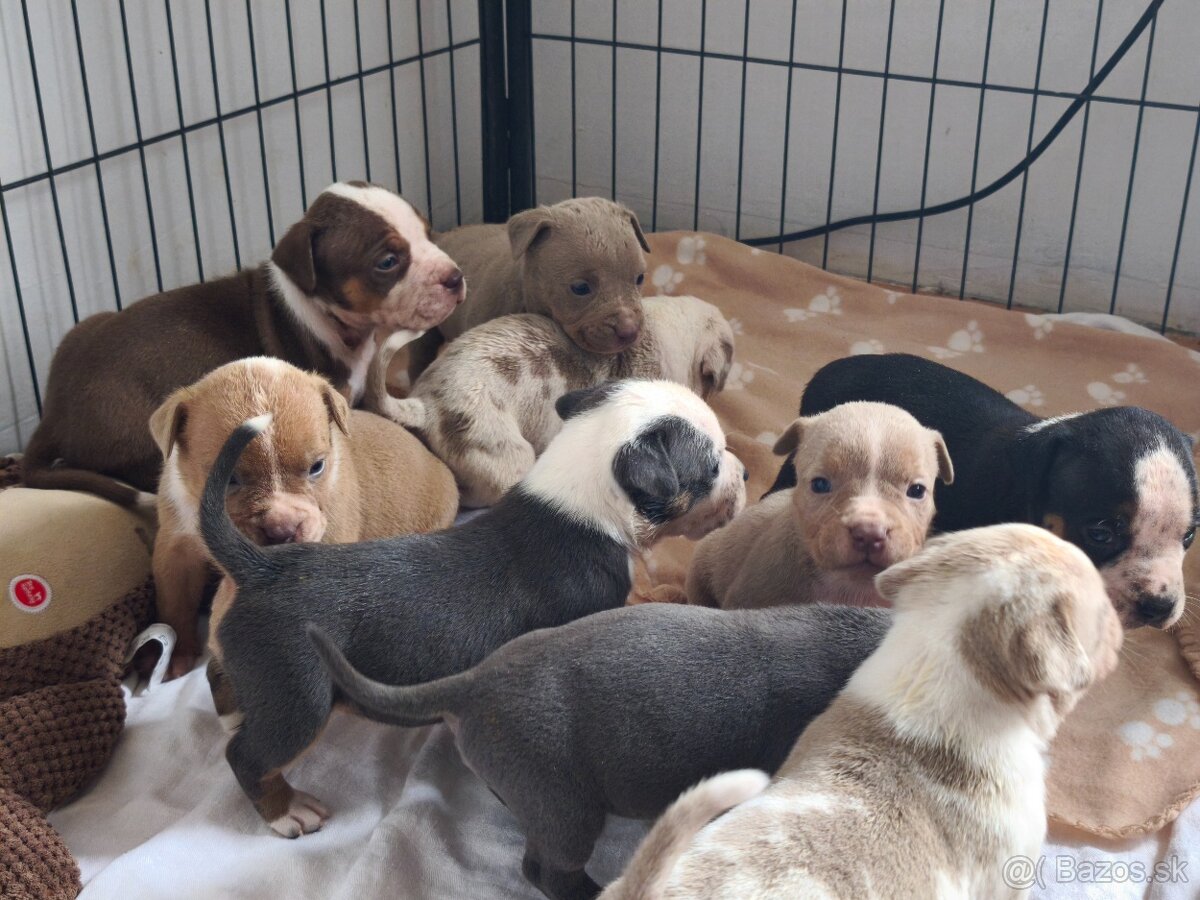 American Bully Standard
