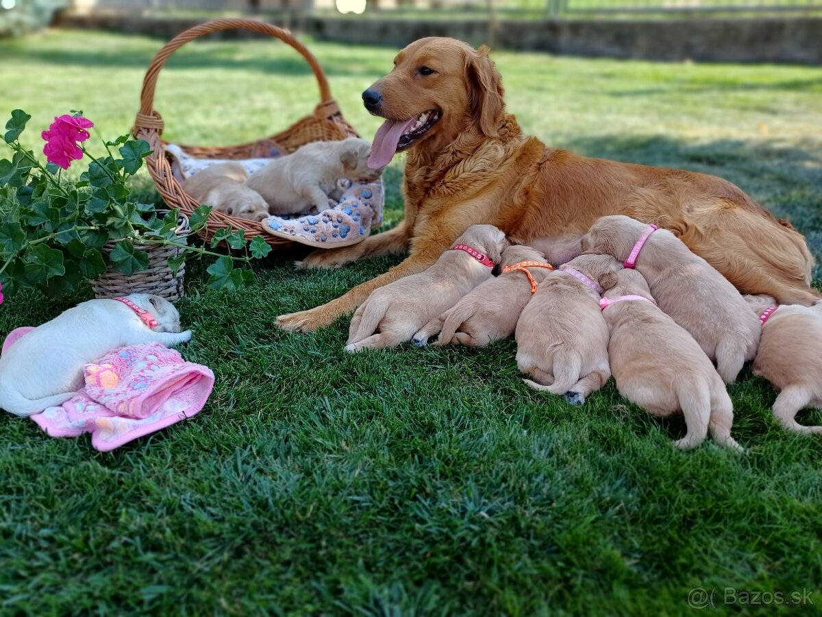 Zlatý Retriever
