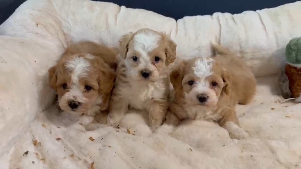 Exkluzív Maltipoo dievčatá a chlapci